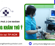 Khám phá 2 chi nhánh phòng khám thú y uy tín tại TP.HCM