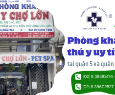 Tìm hiểu dịch vụ thú y uy tín tại hai chi nhánh của Phòng Khám Thú Y Chợ Lớn
