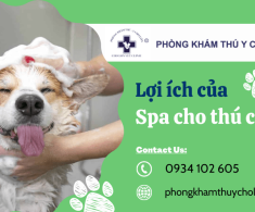 Khám phá những lợi ích tuyệt vời của dịch vụ spa cho thú cưng tại HCM