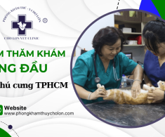 Phòng Khám Thú Y Chợ Lớn – Điểm thăm khám hàng đầu cho thú cưng tại TP.HCM