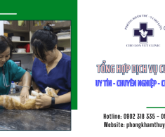 Tổng hợp các dịch vụ của phòng khám thú y Chợ Lớn