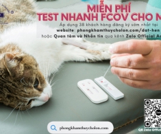 CHƯƠNG TRÌNH MIỄN PHÍ TEST NHANH FCOV (CORONA VIRUS) TRÊN MÈO