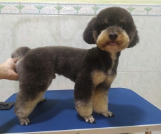 DỊCH VỤ GÓI COMBO TẮM CHẢI 