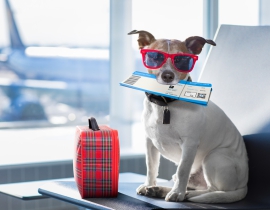 PET TRAVEL