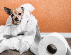 Chăm sóc chó mèo bị bệnh đường tiêu hóa
