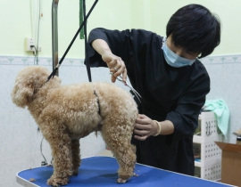 SPA - GROOMING