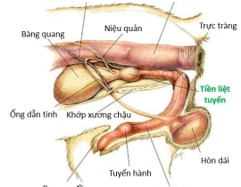 Những vấn đề liên quan đến tuyến tiền liệt trên chó