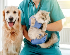 Chăm sóc sức khỏe thú cưng sau khi triệt sản