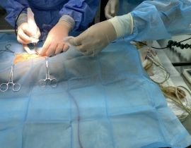 CHƯƠNG TRÌNH TRIỆT SẢN MIỄN PHÍ CHO NHÓM CỨU HỘ MÈO HOANG TRONG THÁNG 08/2024