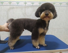 DỊCH VỤ GÓI COMBO TẮM CHẢI