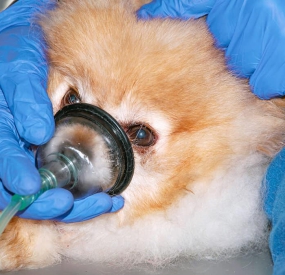 LIỆU PHÁP OXY TRỊ LIỆU